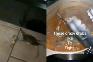 Shawty Droppin’ Crabs on the Floor, Still Tossin’ ’Em in the Pot—Y’all Really Eatin’ This?!